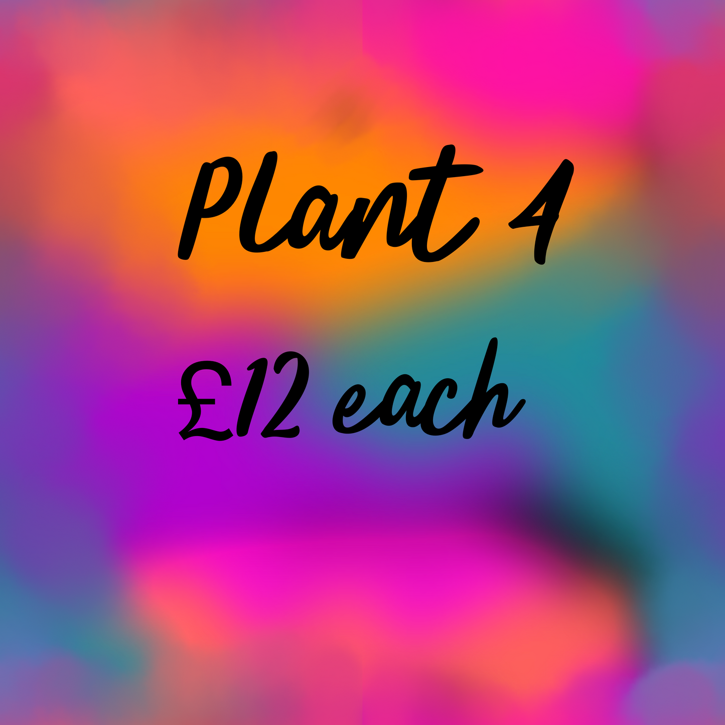 Plant 4